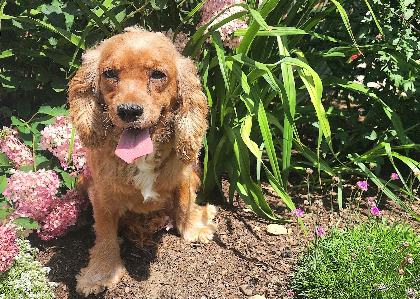 abby-female-cocker-spaniel-agape-kennel-elmira-ontario