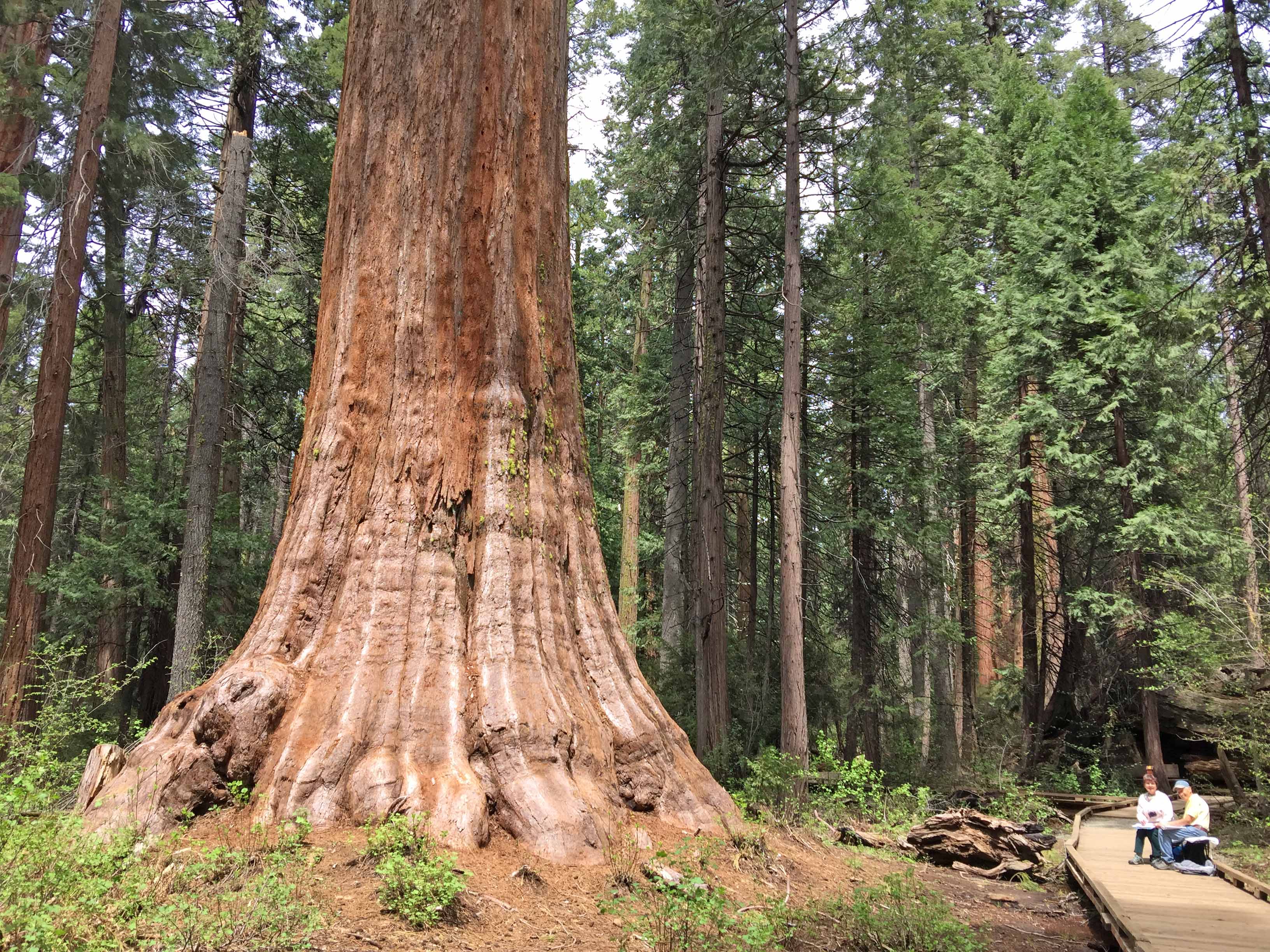 The Tree Whisperer® - Home
