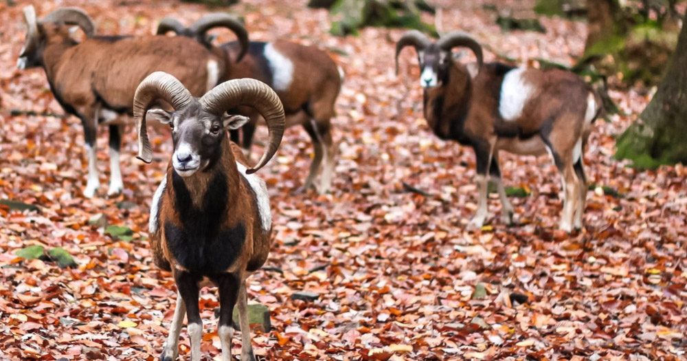 Exploring the Unsung Wilderness: Discovering Belgium’s Unique Wildlife Exploring the Unsung Wilderness: Discovering Belgium’s Unique Wildlife