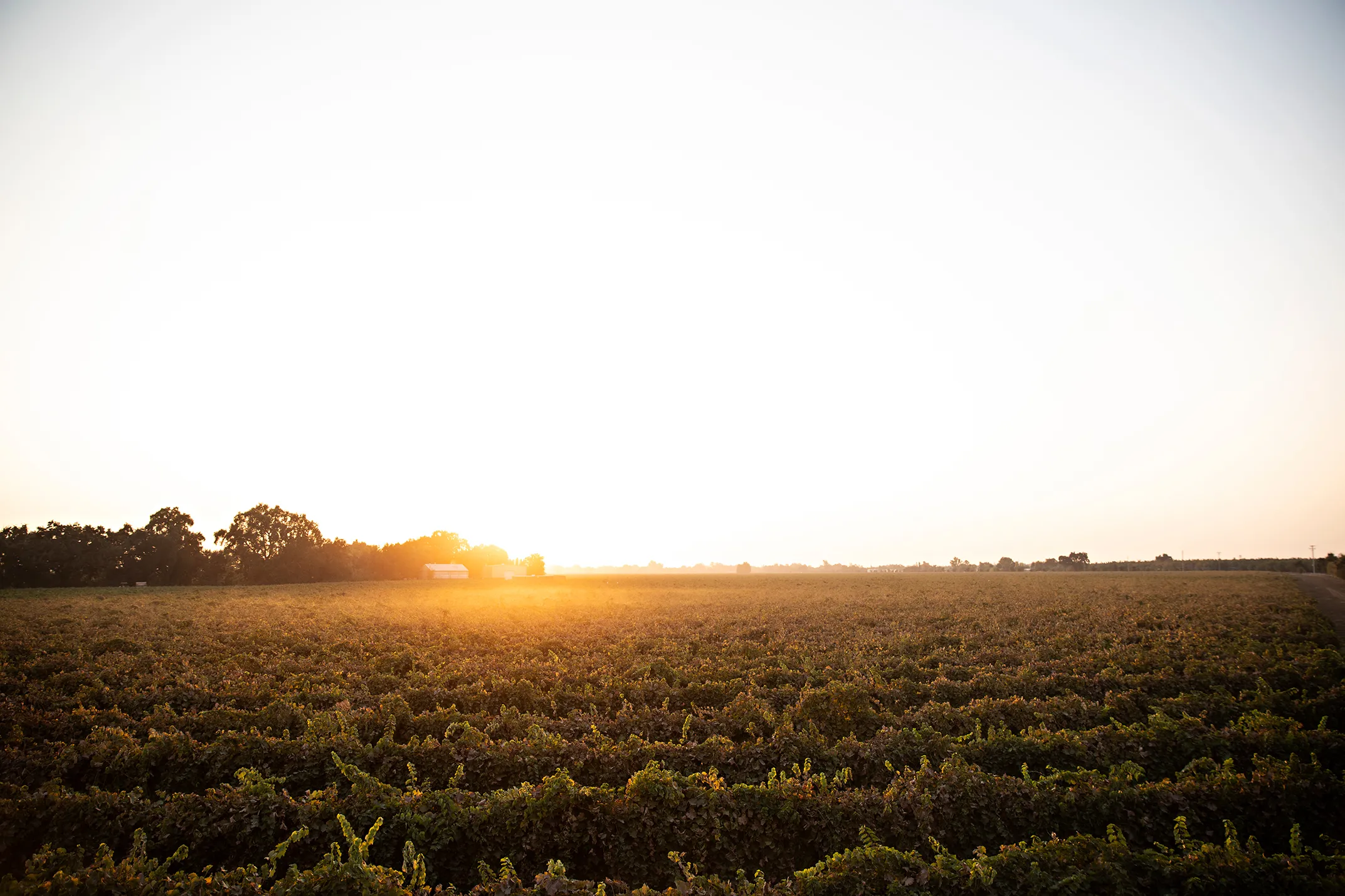 Bronco Wine Co. - Links