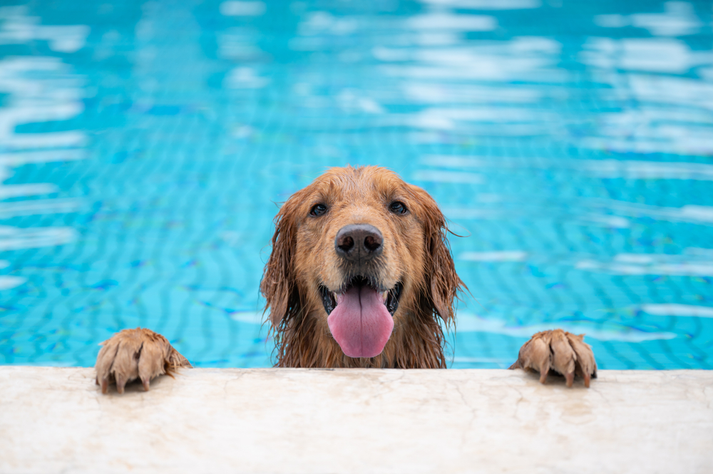 How to Keep Your Dog Cool in the Summer Paw Protection, Accessories