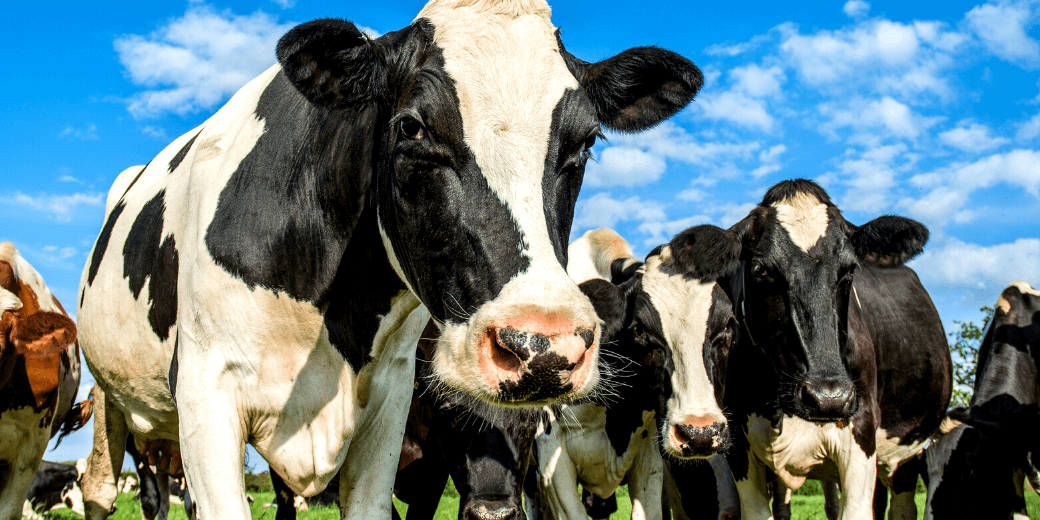 A close-up shot of two cows looking into a camera with a herd of cows behind them.