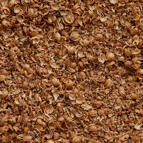 Coriander close-up from SOS Foods