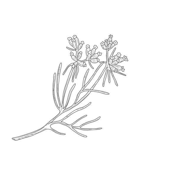 Kreuzkümmel