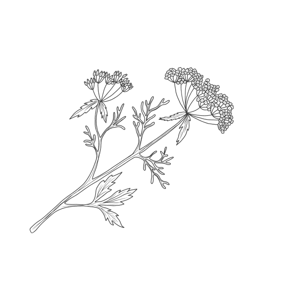 Fenchel