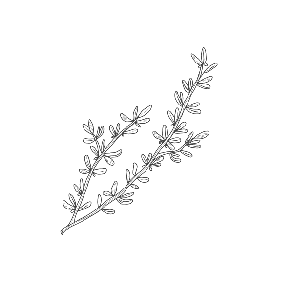 Thymian