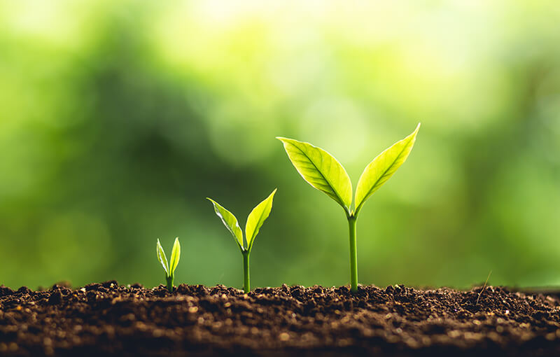Image depicts three plants side by side, at various stages of development, coming up out of the soil against an organic green background. - Neovation Learning Solutions