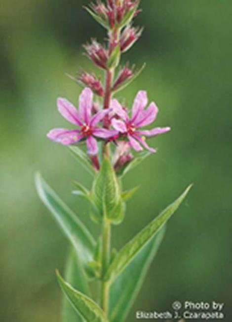 Purple_Loosestrife