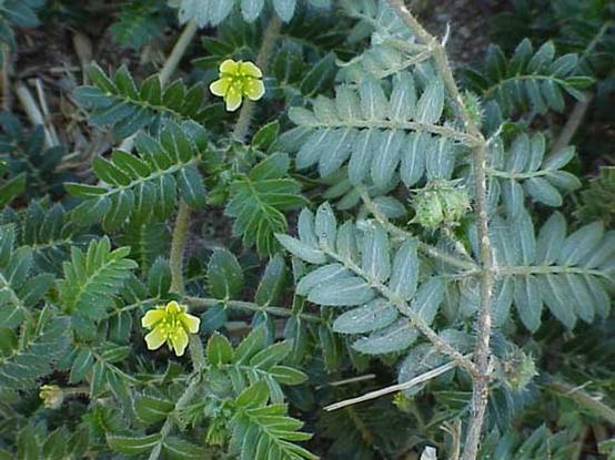 Puncturevine