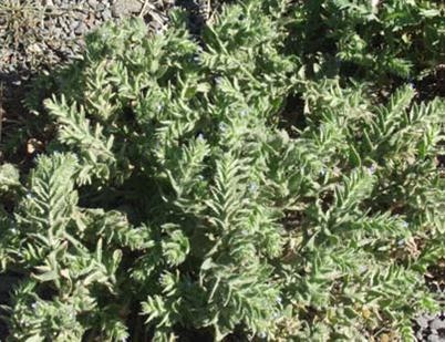 Small_Bugloss