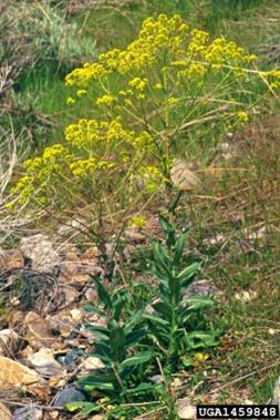 Dyers_Woad