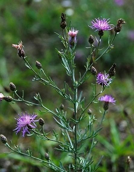 Spotted_Knapweed