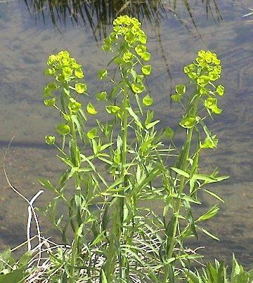Leafy_Spurge