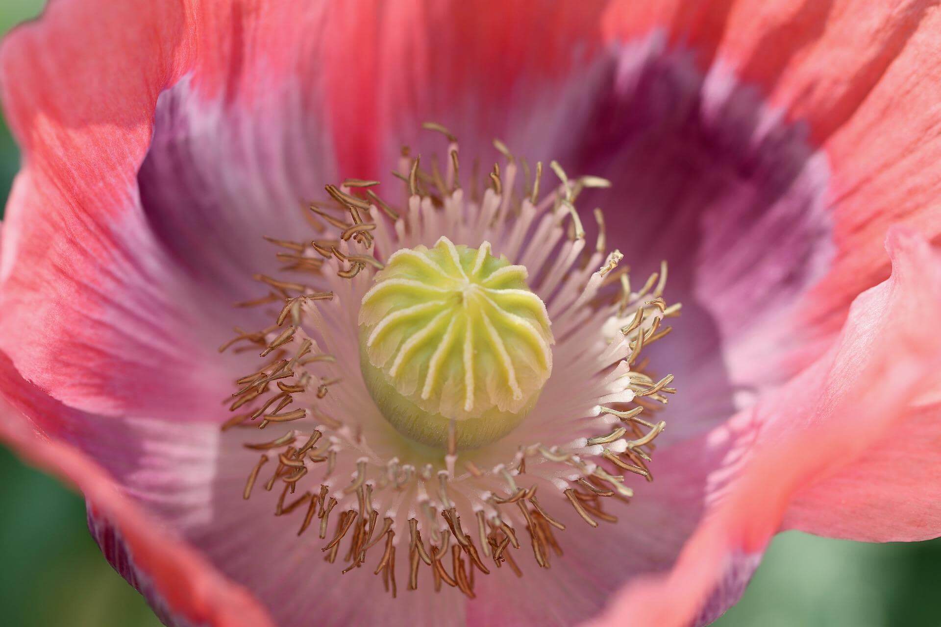Pavot somnifère, un médicament naturel pour dormir - Sleepie