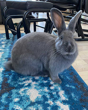 Adoptable and Fosterable Rabbits