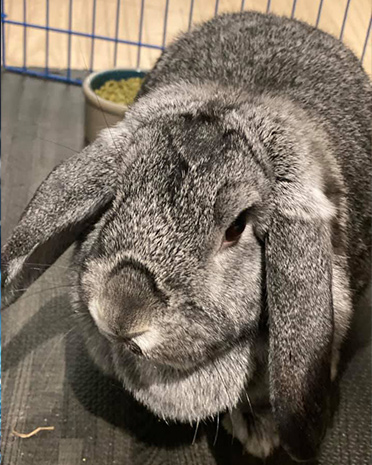 Adoptable and Fosterable Rabbits