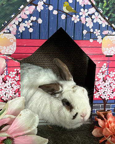 Adoptable and Fosterable Rabbits