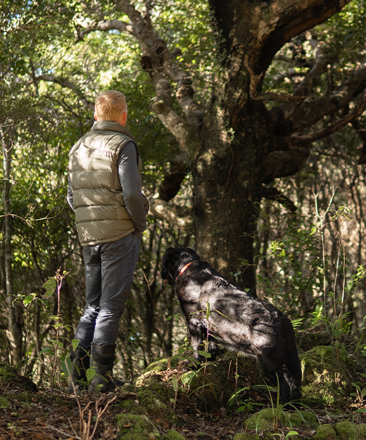 About | Silverstream Forest | Upper Hutt, NZ