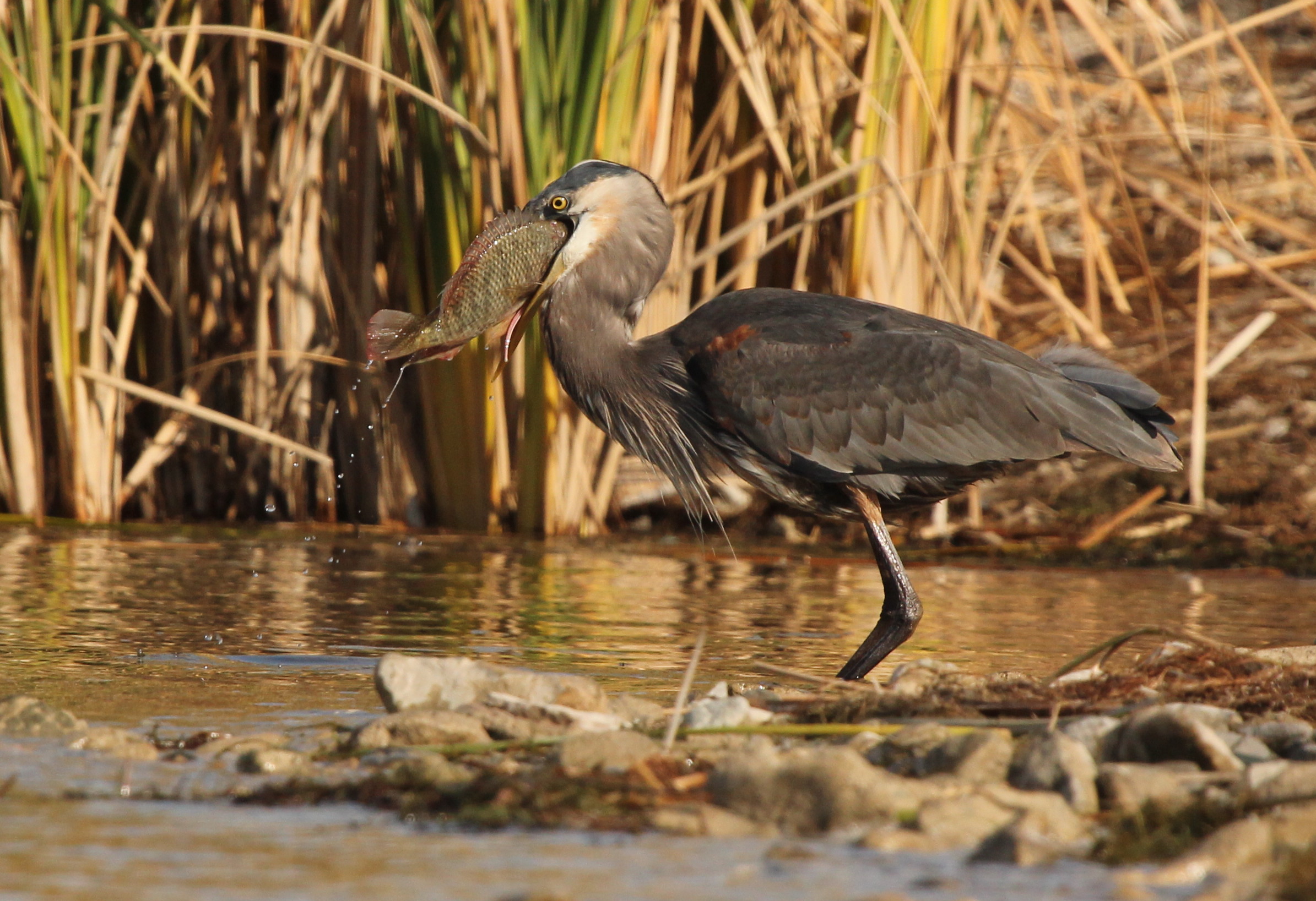 Great Blue Heron | 5enses Magazine