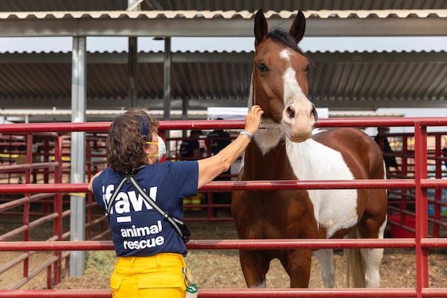 A veterinarian examining a horse, symbolizing the care and dedication of equine vet schools