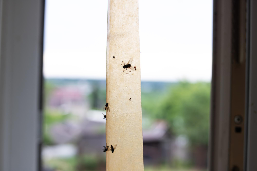How to Get Rid of Fruit Flies in Garbage Disposal