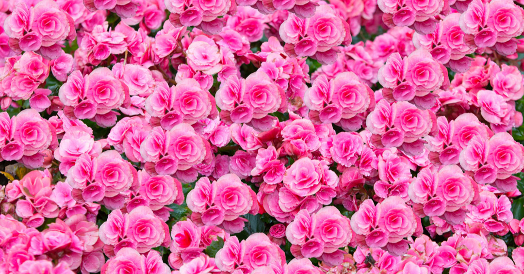 Choosing The Best Pink Flowers for Your Lovely Garden