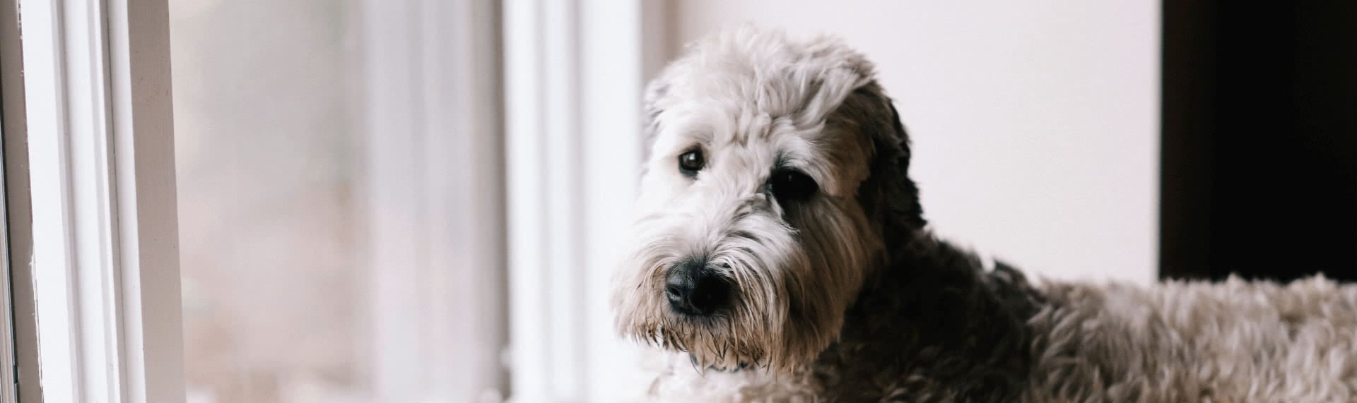 The Best Pets for Allergy Sufferers Second Nature