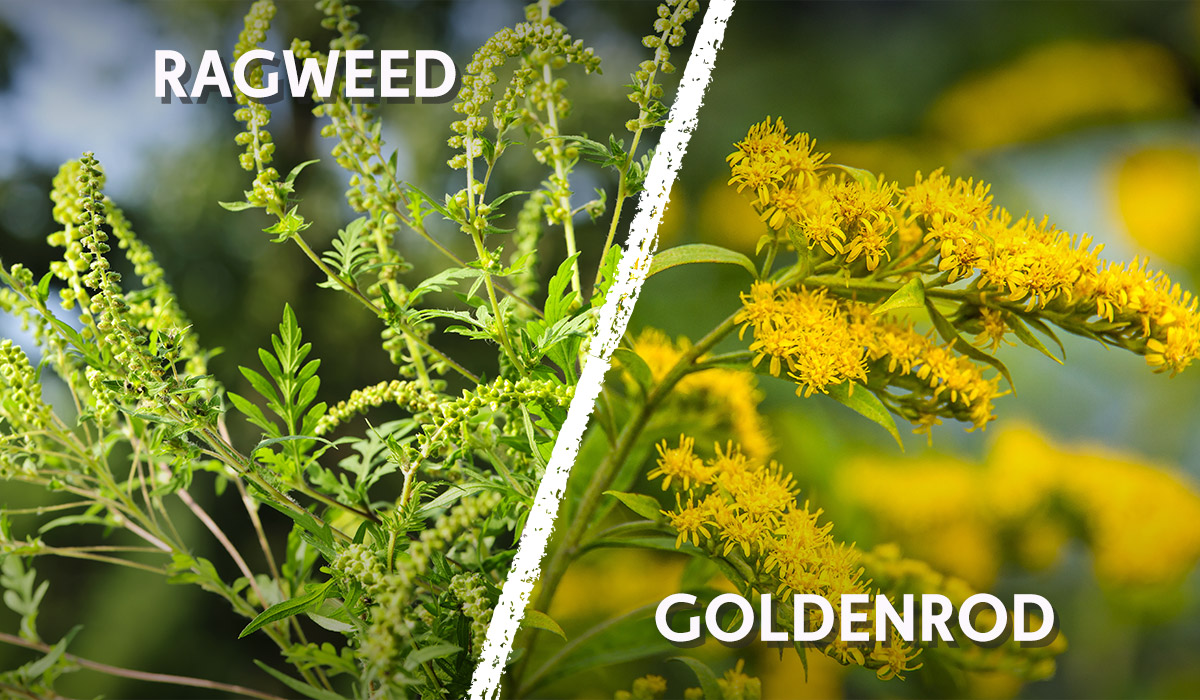 everything-you-need-to-know-about-ragweed-allergies-this-fall