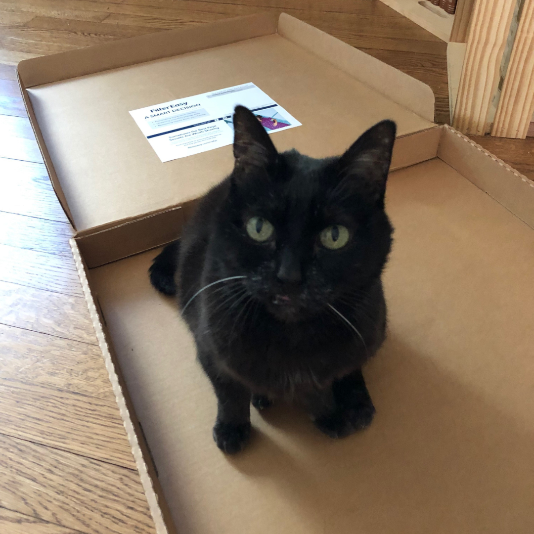 kitty in a second nature box