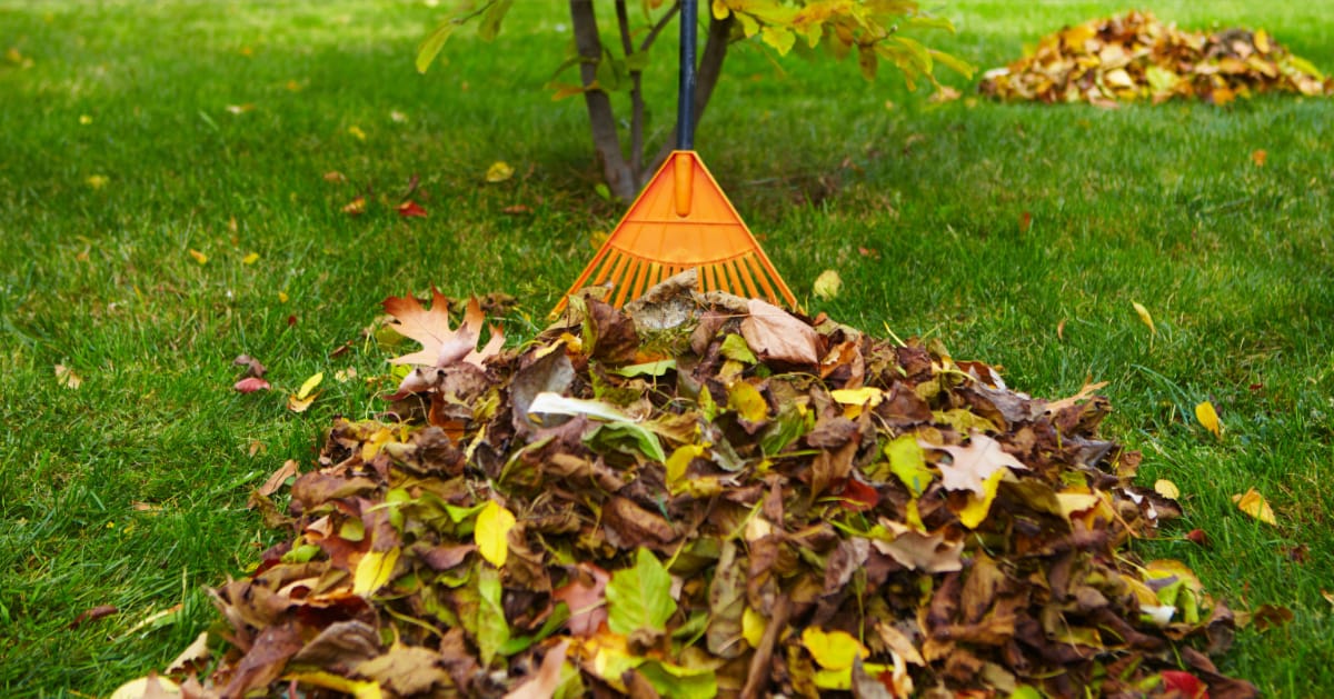 How to Care for Your Yard and Garden This Fall