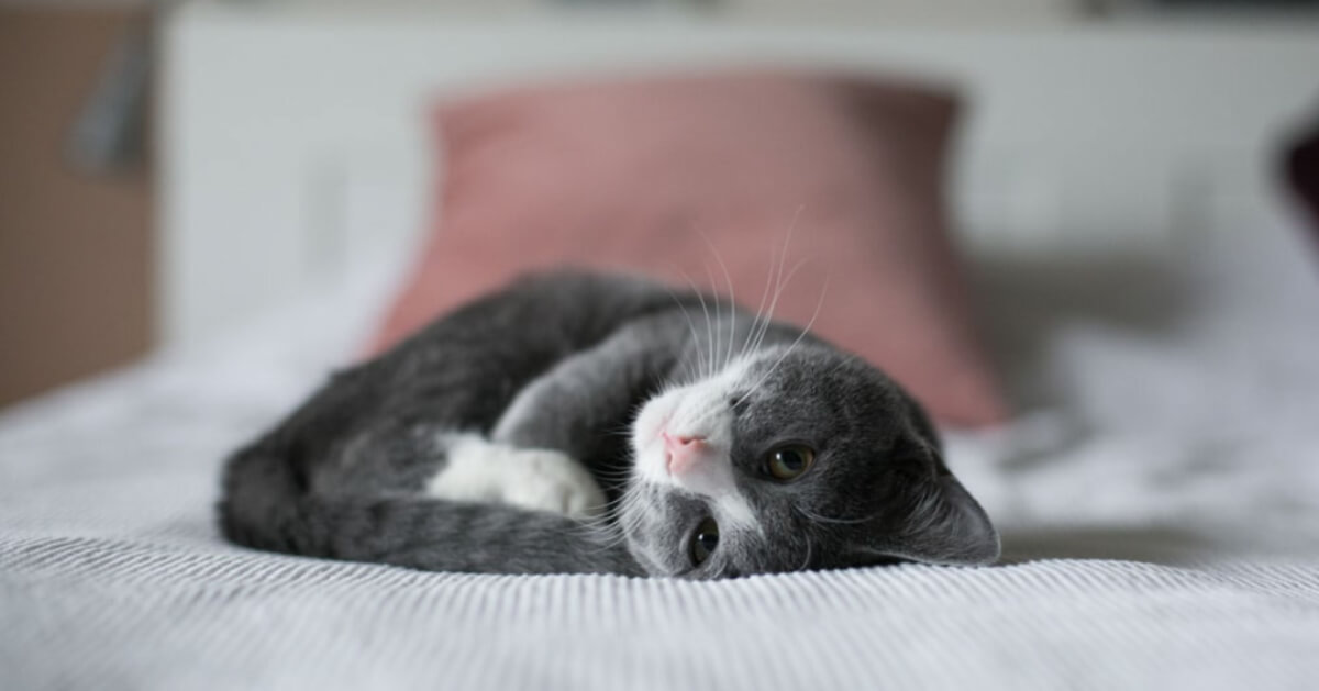 How to Get Rid of Cat Dander