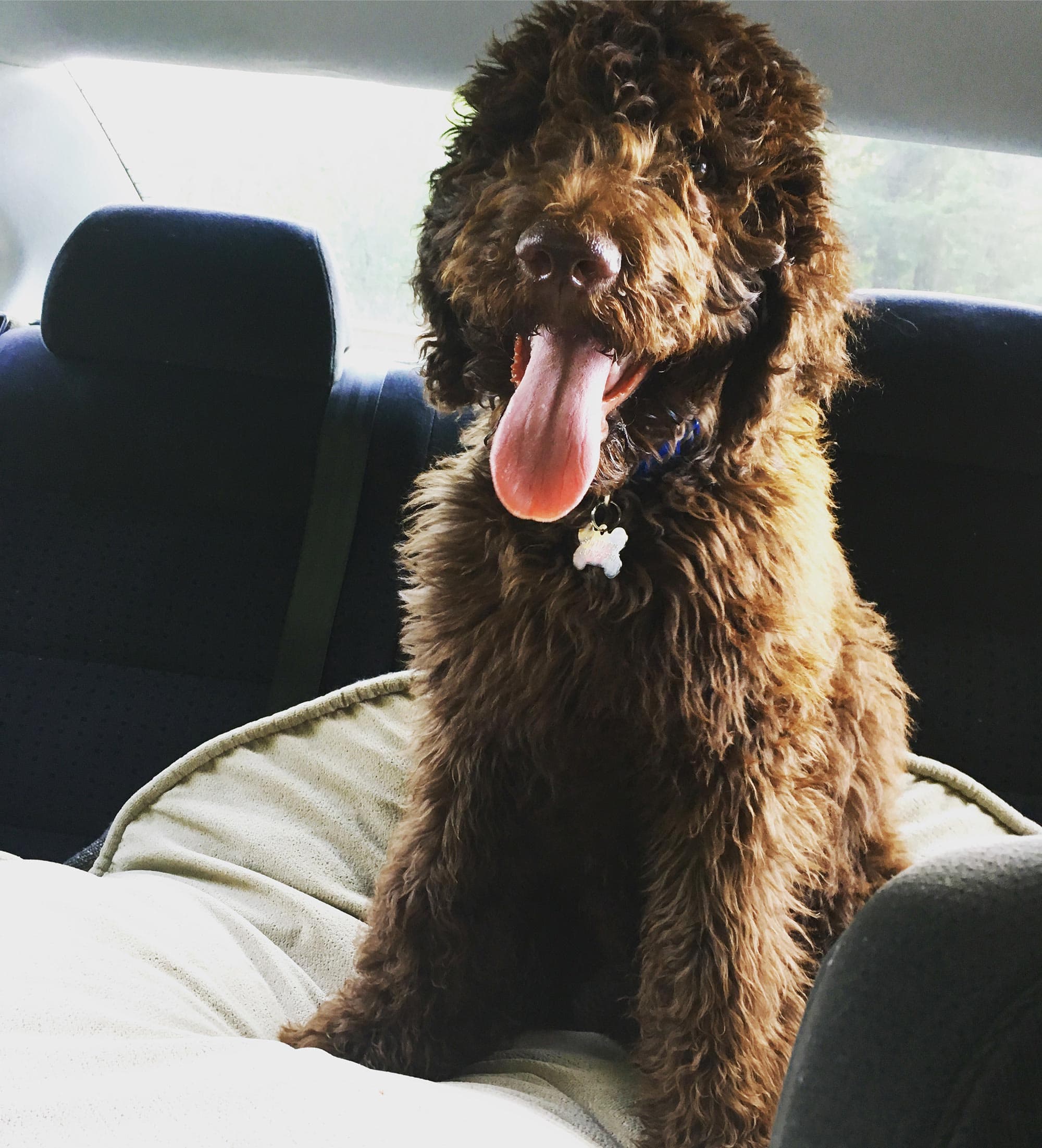The SnapBar Office Dog