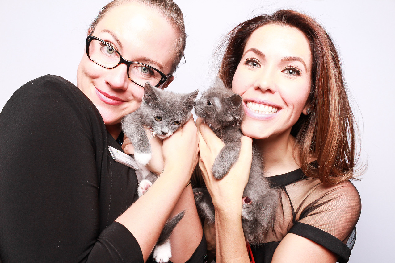 Kitten Photo Booth