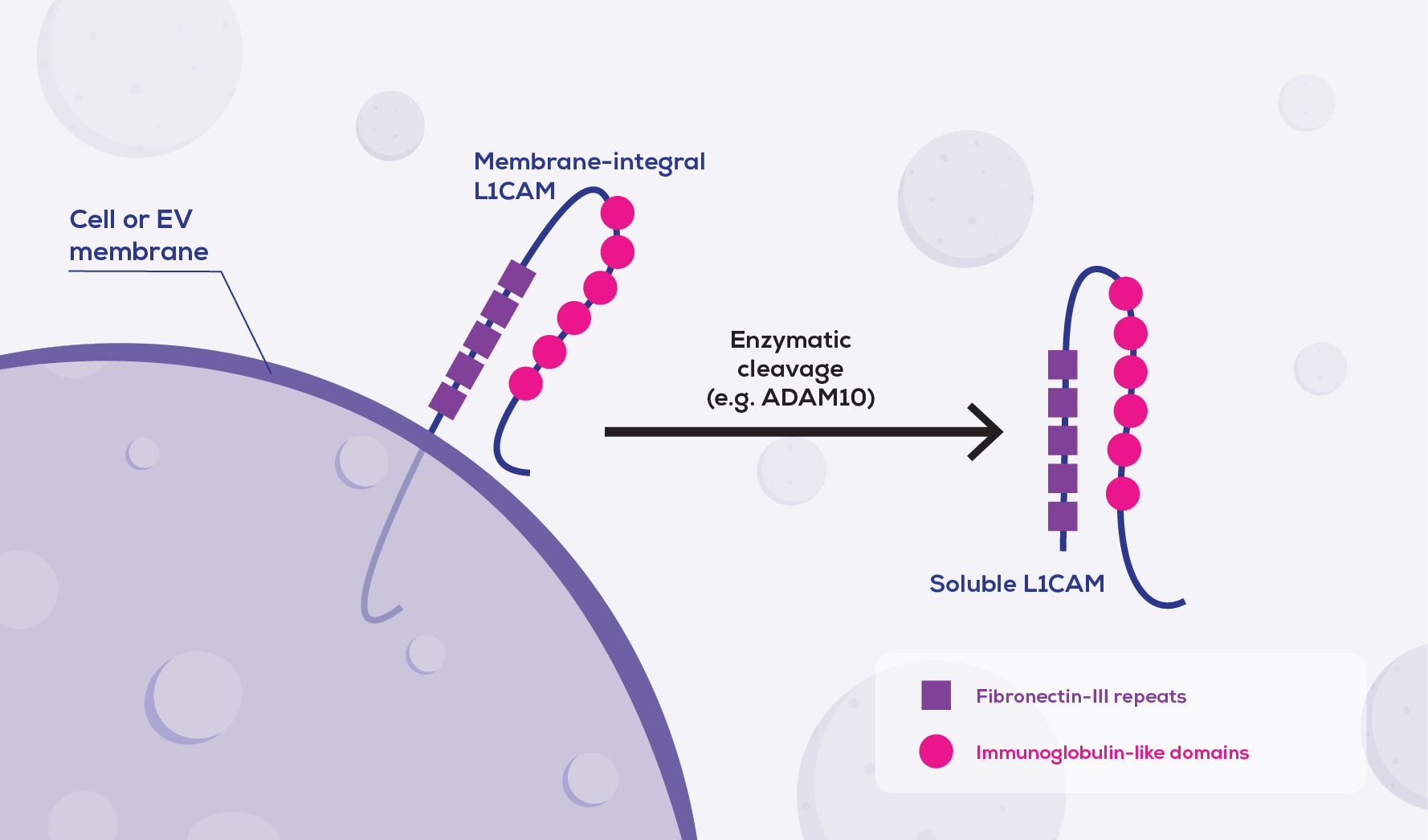 Chasing L1CAM A Marker of BrainDerived Extracellular Vesicles or a