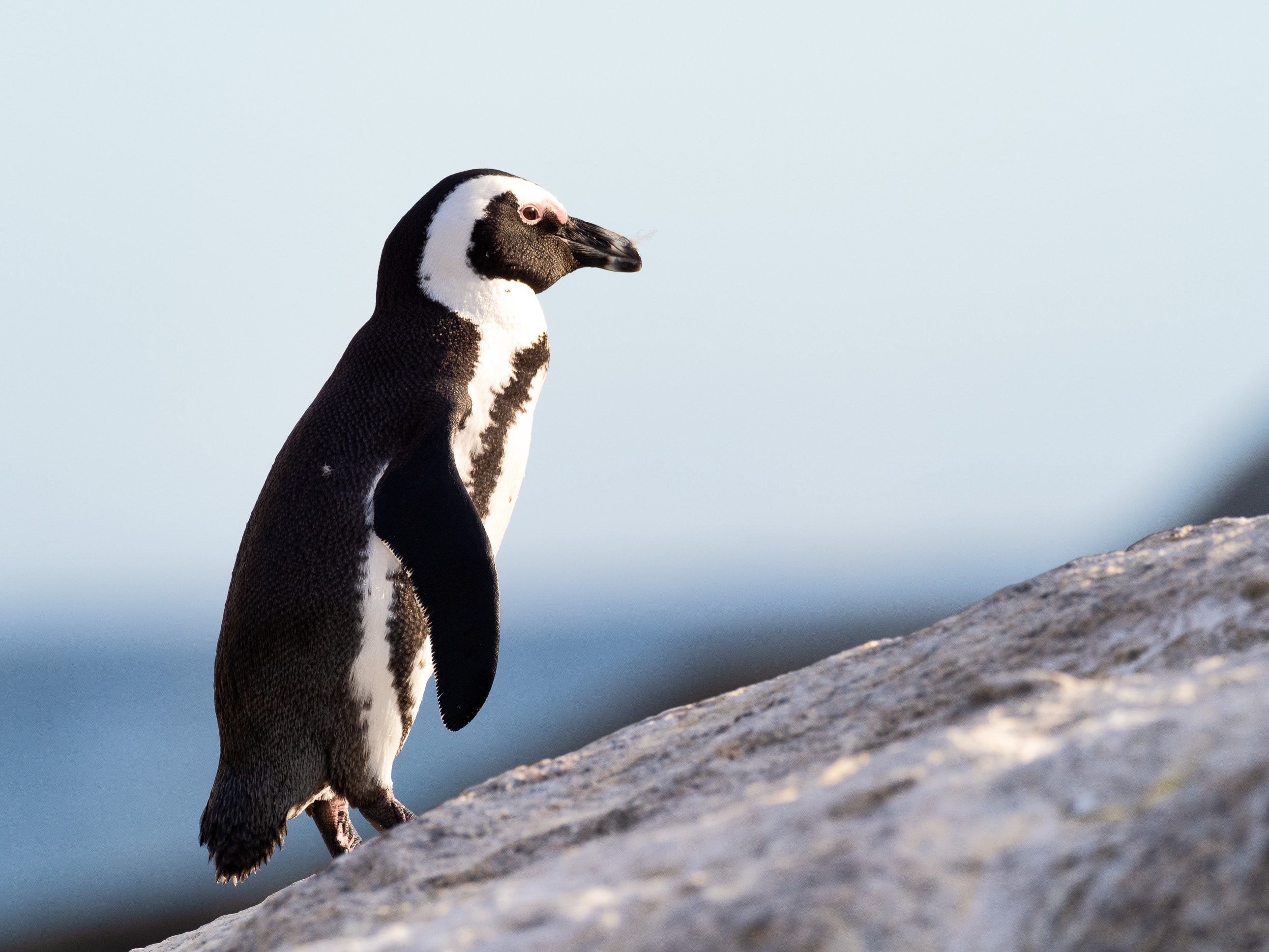 A Complete Guide To Google Penguin What SEOs Need To Know a-complete-guide-to-google-penguin-what-seos-need-to-know