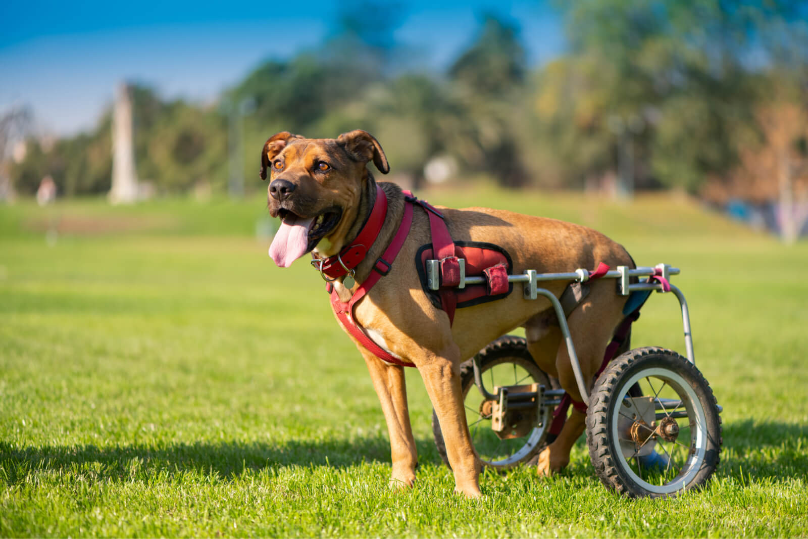 handicaphunde-daniela-linsbauer-hundetraining