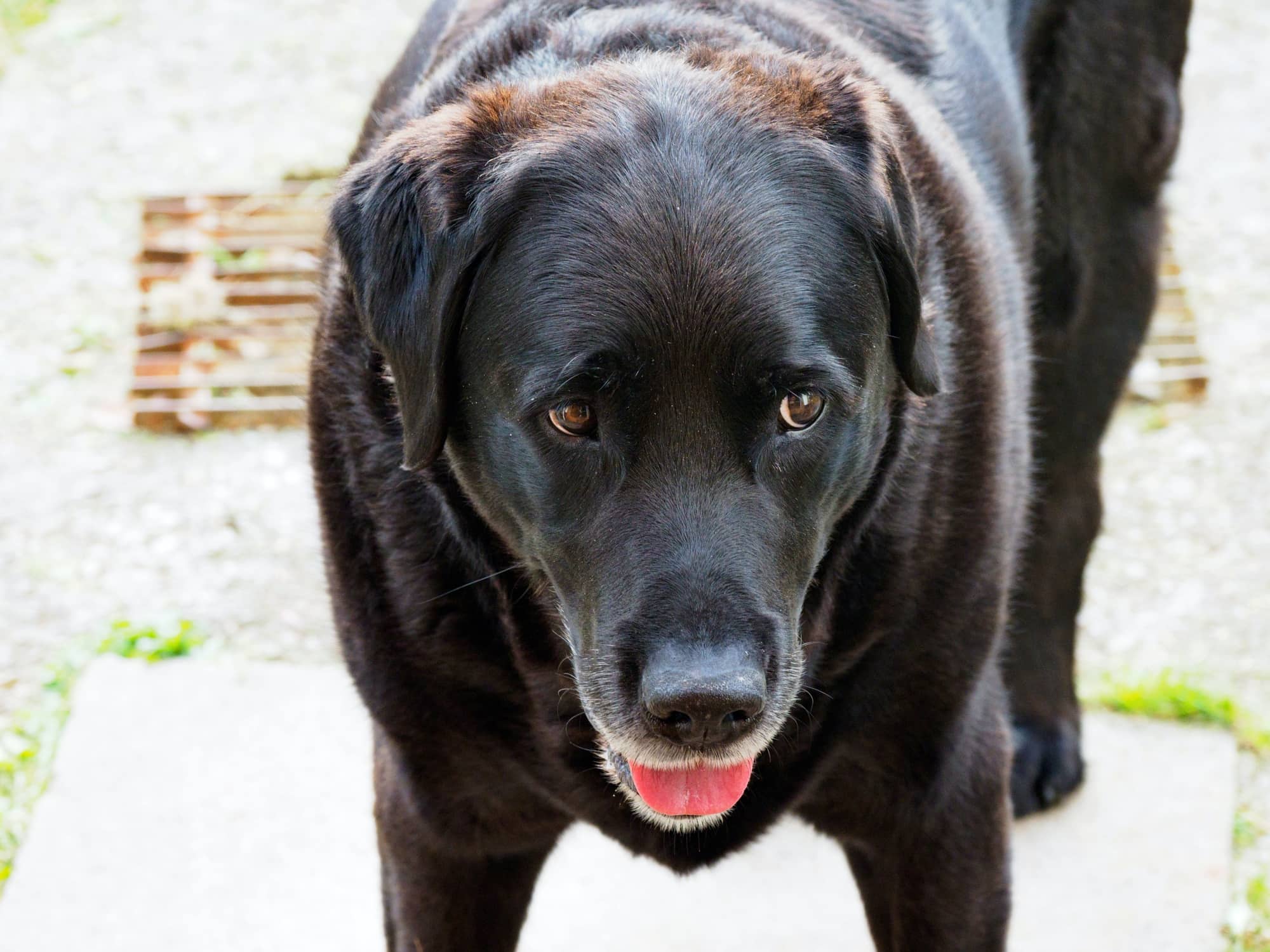 Pet Euthanasia at Home Near You in Brisbane Cats, Dogs & More