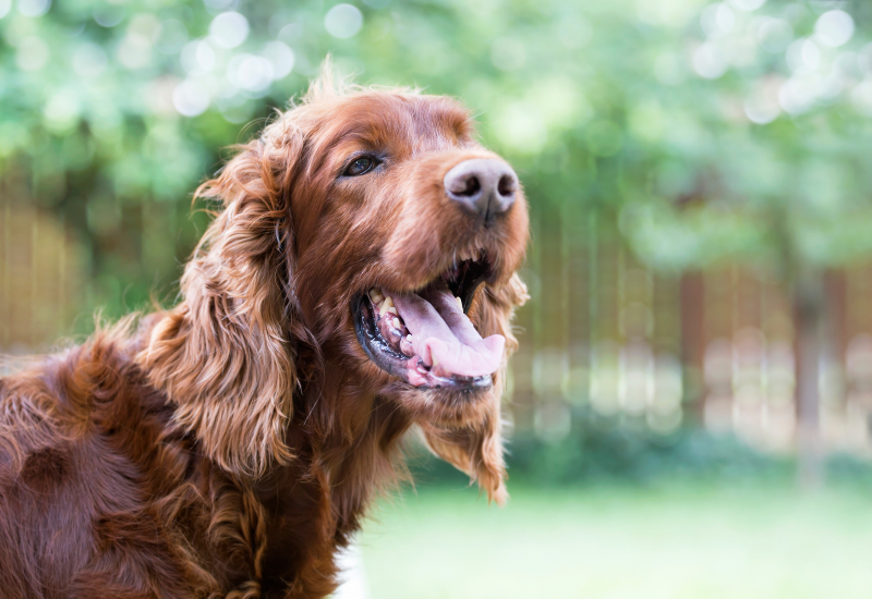 Picture Idea: Laryngeal Paralysis In Dogs Learn About Symptoms Causes Stages