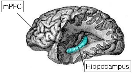blog_hippocampus.png