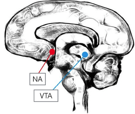 blog_brain.png