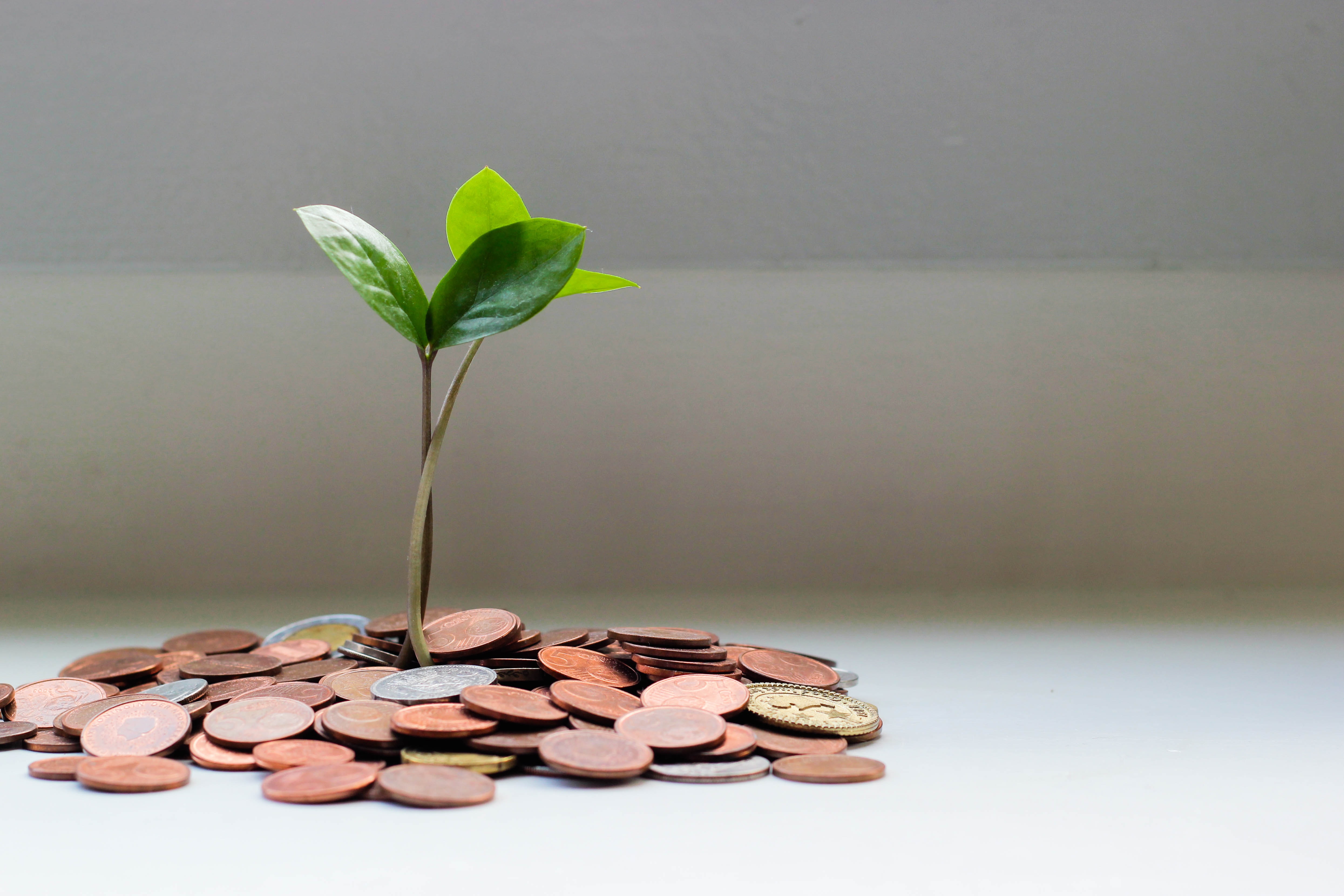 small plant growing from a soil of coins