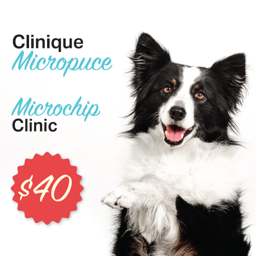 Animatch Dog Adoption Services