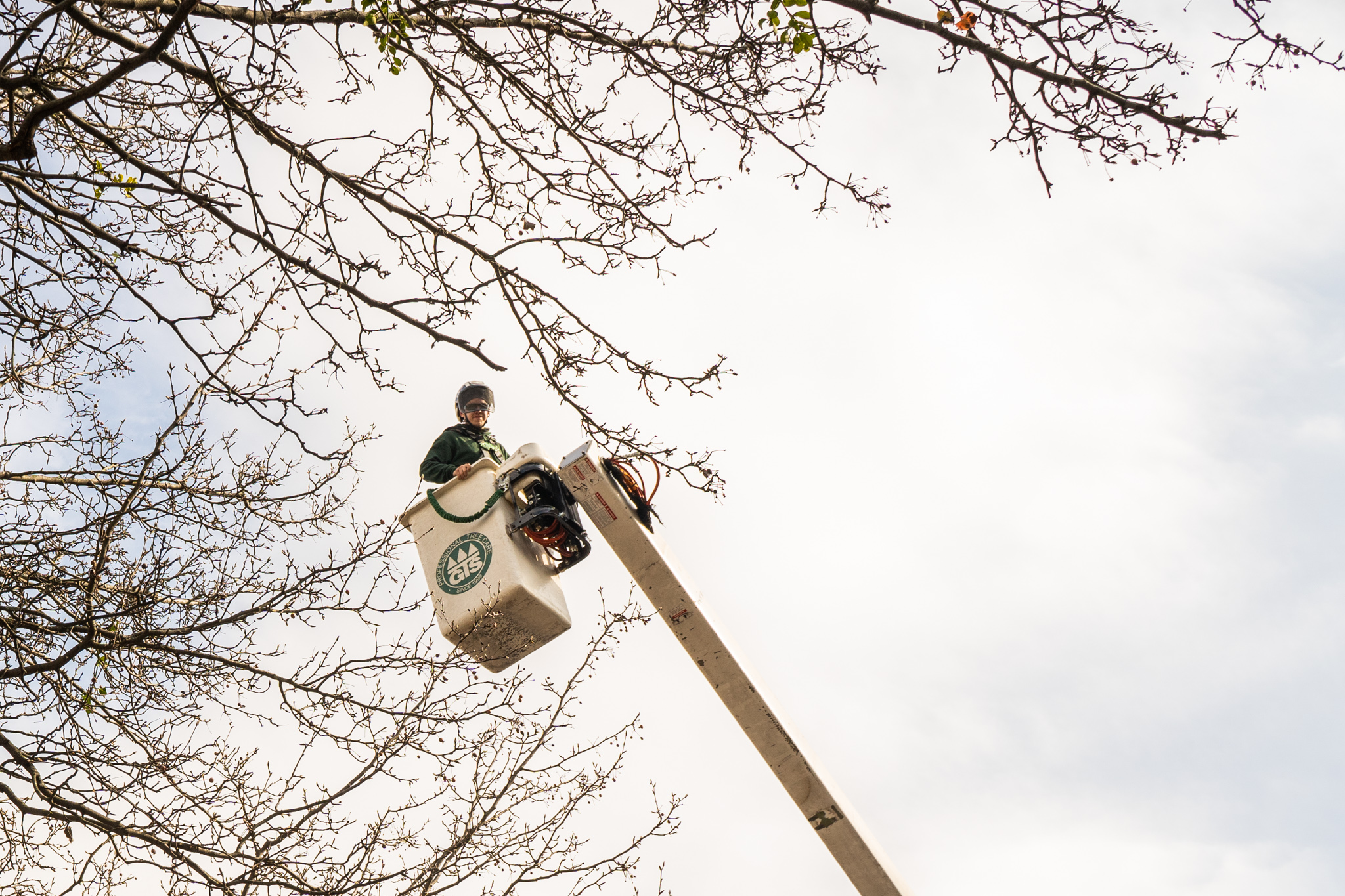 Early Spring Tree Care Tips