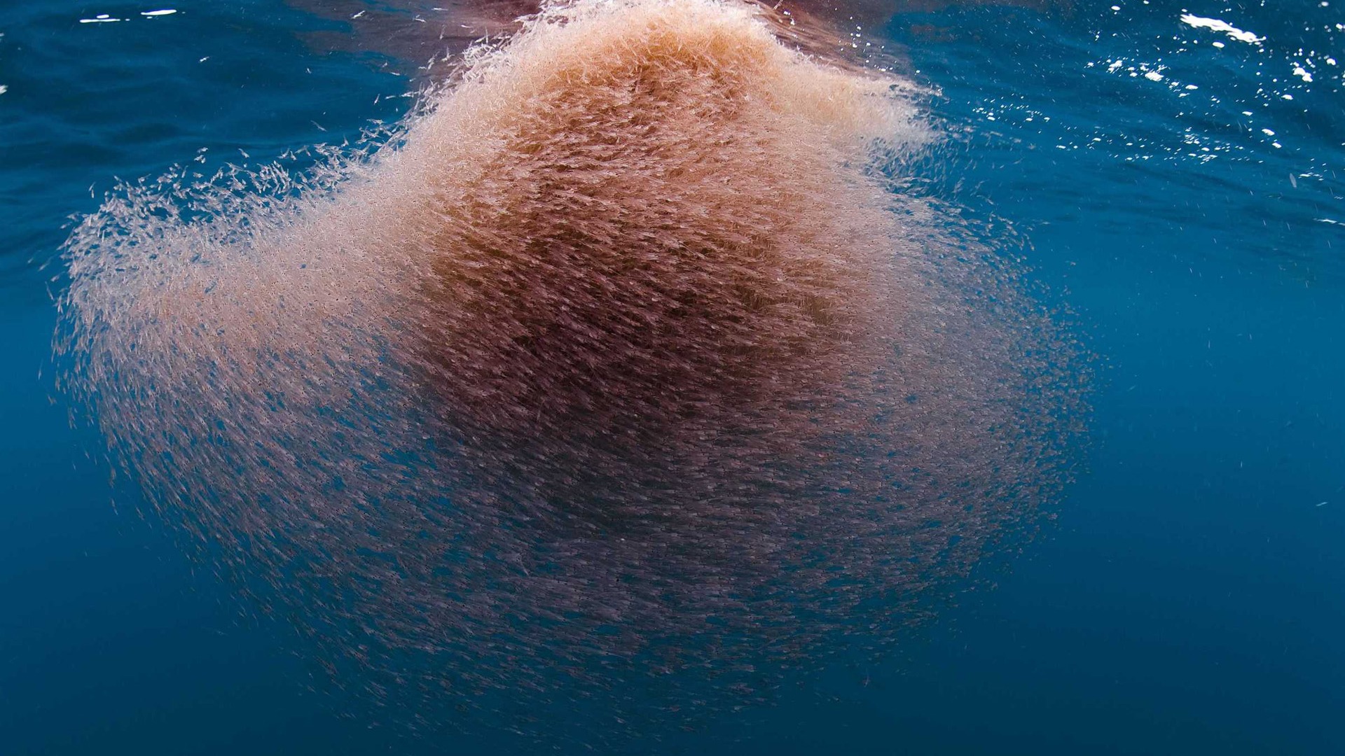 Sustainable krill harvesting