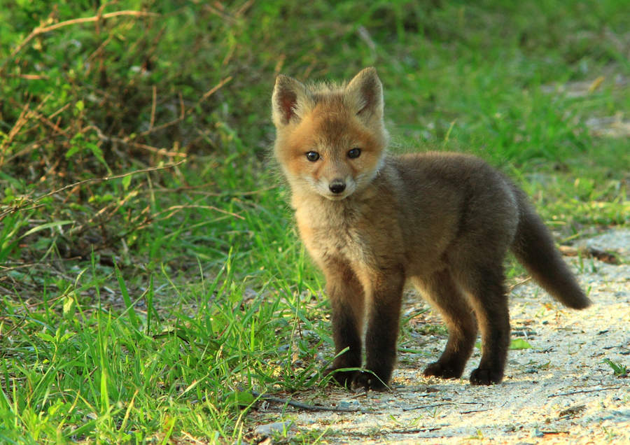 Baby fox