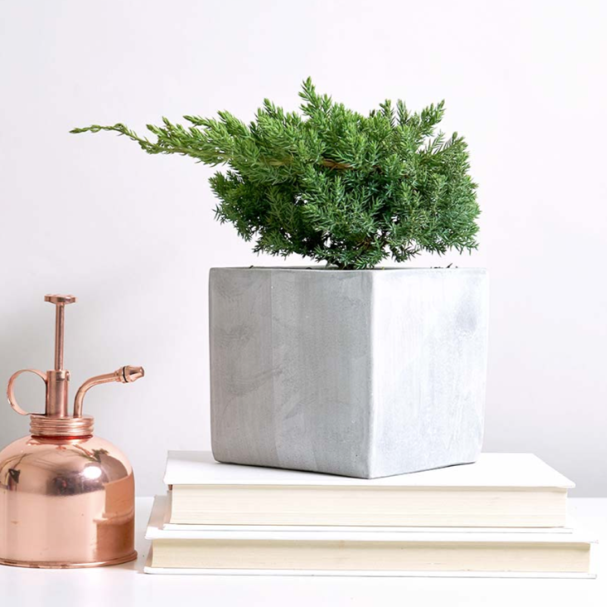 The Hudson juniper tree from UrbanStems