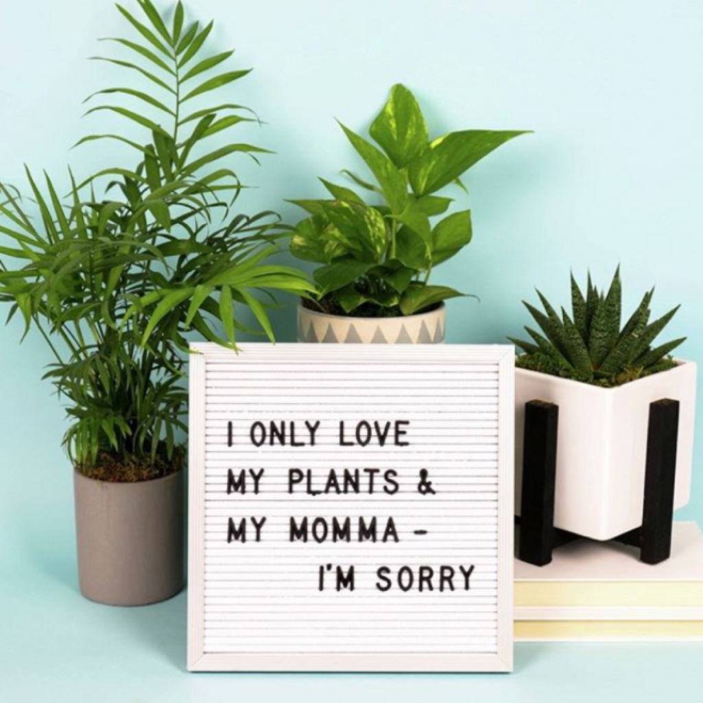 UrbanStems Interview Instagram Quote v2