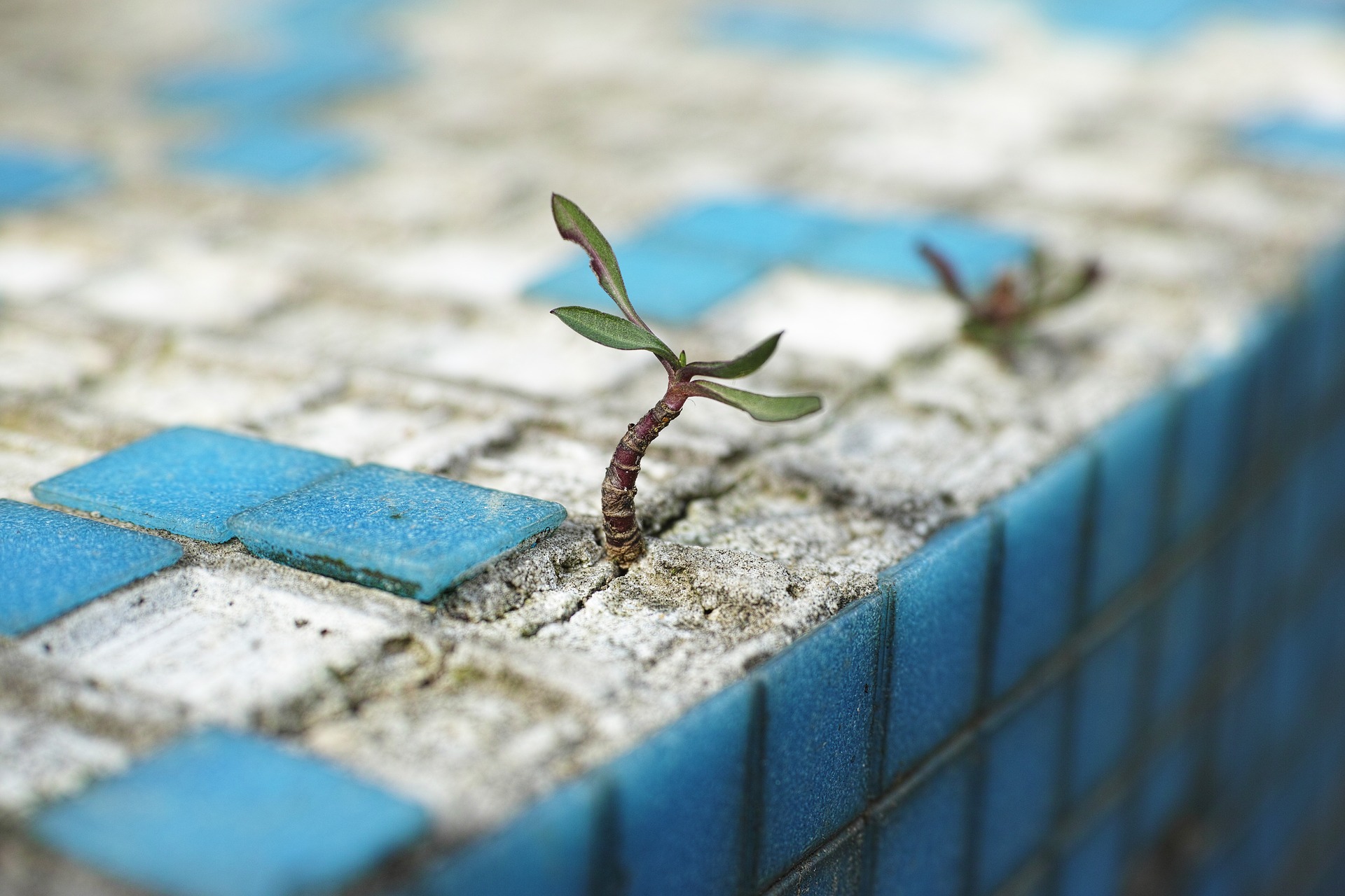 plant in concrete jungle