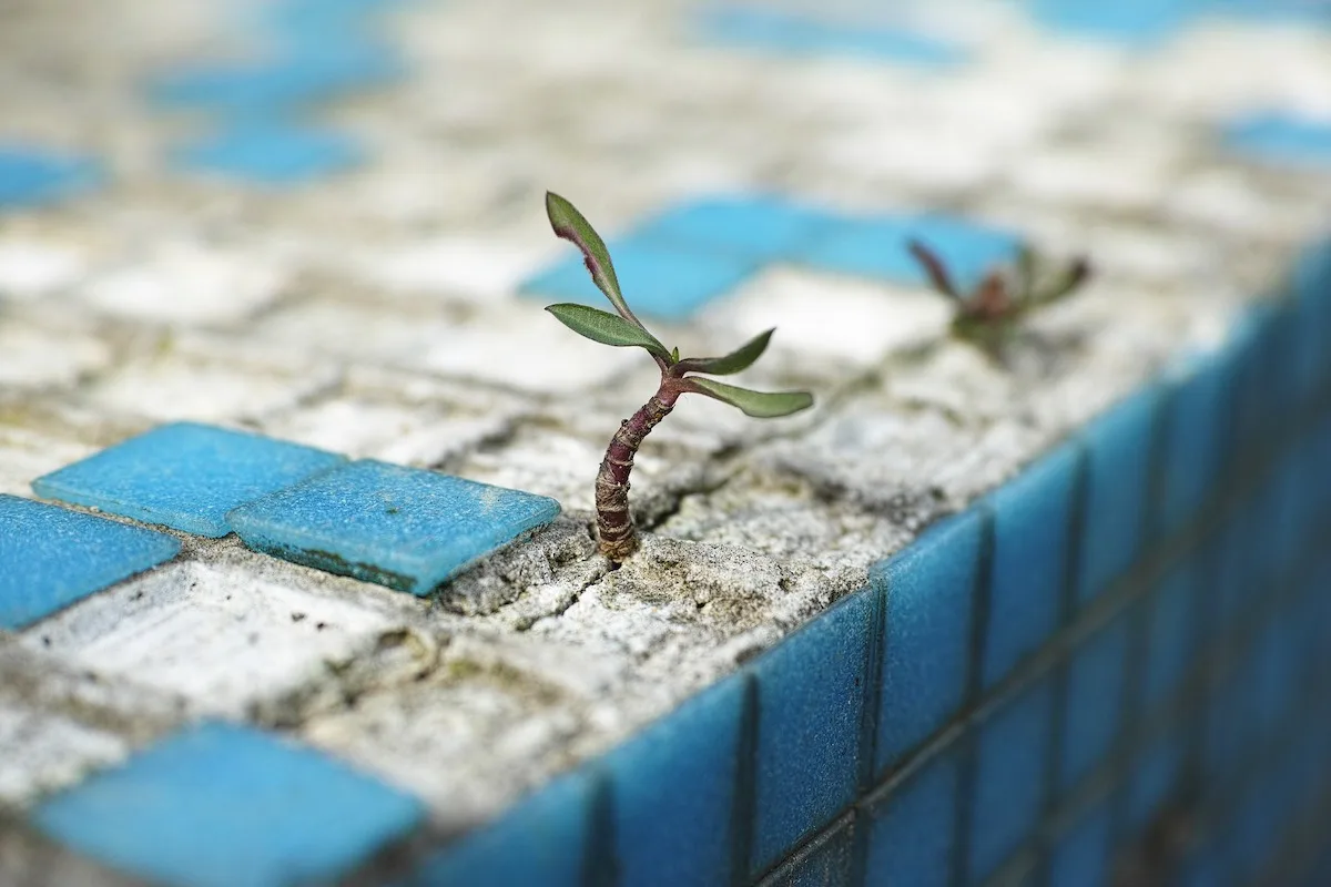 plant in concrete jungle