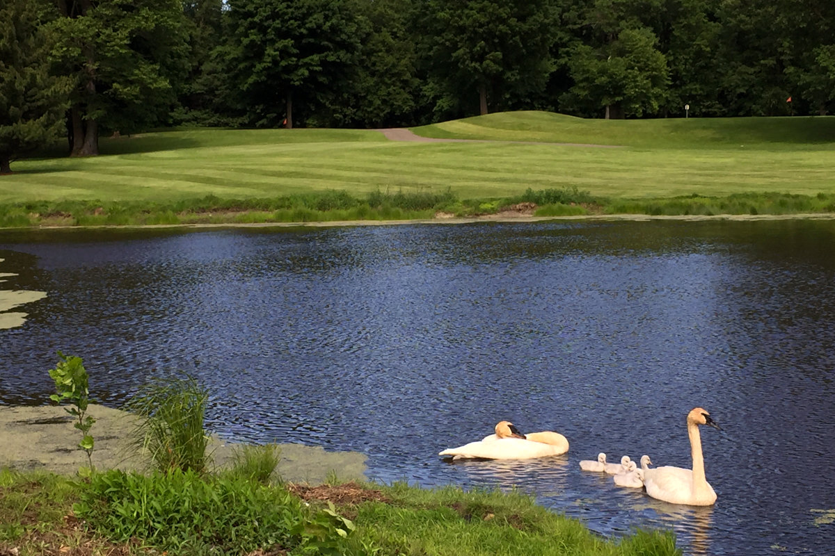 Swans swimming by Alec's 9